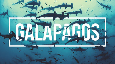 The Galapagos Islands - Like Nowhere on Earth